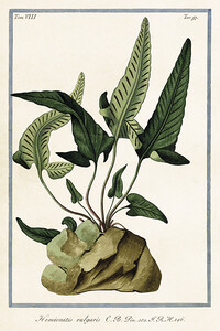 Botaniczna kartka pocztowa Hemionitis