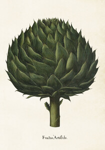 Plakat botaniczny w stylu vintage Karczoch 35 x 50 cm