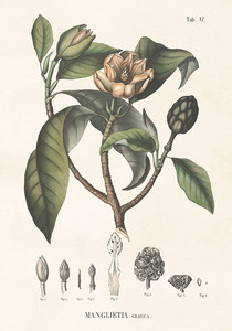 Bardzo duży plakat botaniczny Magnolia 70 x 100 cm