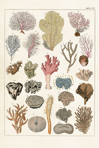 Kartka pocztowa w stylu vintage Rafa koralowa
