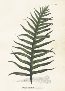 Plakat botaniczny w stylu vintage Liść paproci 50 x 70 cm