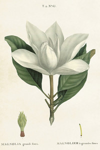 Magnolia, kartka pocztowa w stylu vintage