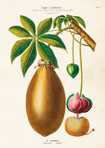 Plakat botaniczny Owoc baobabu 50 x 70 cm