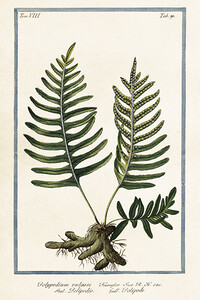Botaniczna kartka pocztowa Paprotka zwyczajna