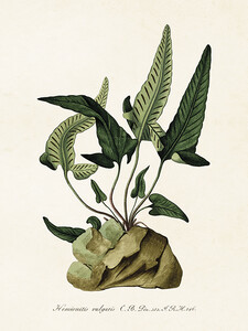 Mały plakat botaniczny Hemionitis 18 x 24 cm