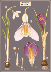 Plakat w stylu vintage Botany