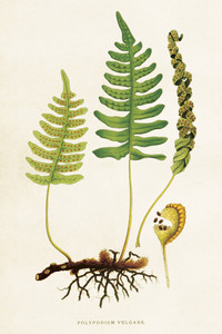  Botaniczna kartka pocztowa "Paprotka zwyczajna"