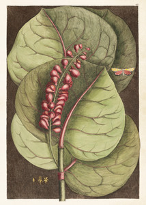 Plakat botaniczny Kokkoloba 50 x 70 cm