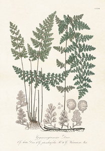 Duży plakat botaniczny Paprocie 70 x 100 cm