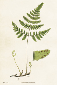 Cienistka, botaniczna kartka pocztowa