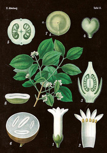 Plakat botaniczny "Kulczyba" 35x50 cm