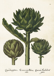 Plakat botaniczny w stylu vintage Karczochy 50 x 70 cm